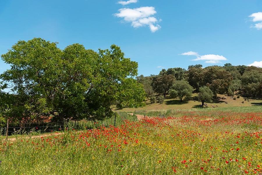 Casa Rural Nacimiento Del Hueznar - Tomillo 23 San Nicolás del Puerto Zewnętrze zdjęcie